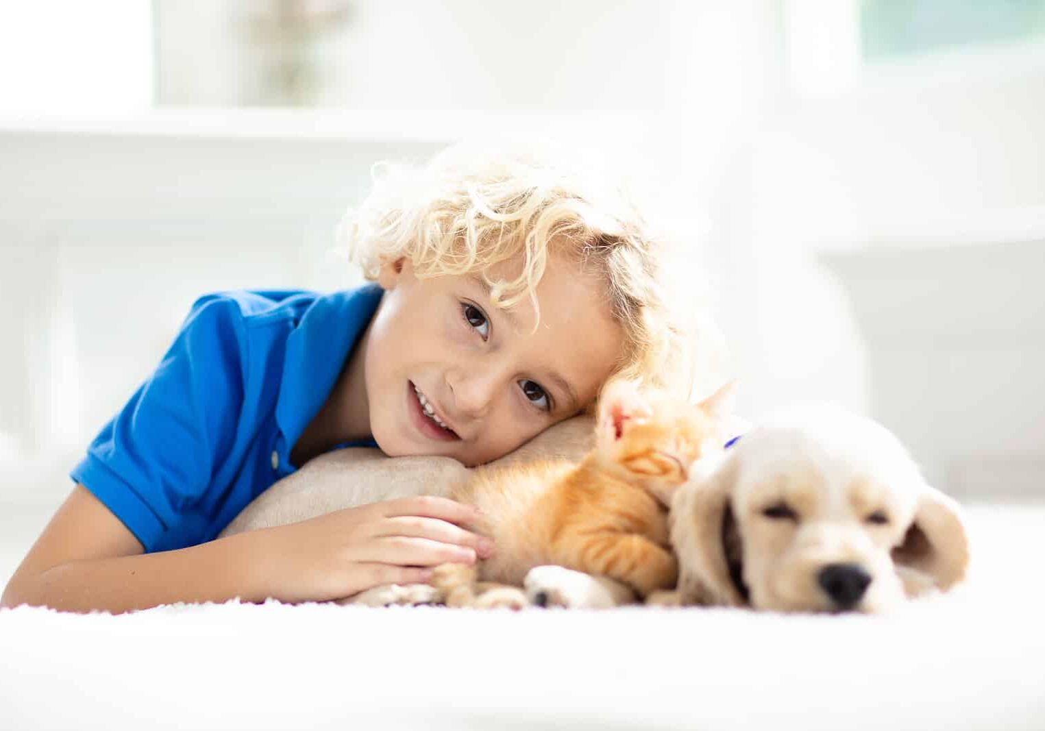 Child playing with baby dog and cat. Kids play with puppy and kitten. Little boy and American cocker spaniel on bed at home.
